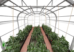 Теплица Тюльпан Гибрид 3,5М — Шпалерная система — фото